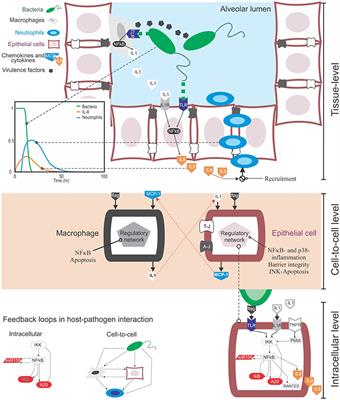 Multiplicity of Mathematical Modeling Strategies to Search for Molecular and Cellular Insights into Bacteria Lung Infection